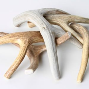 Antlers - Elk