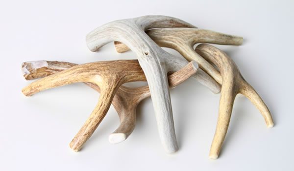 Elk Antler Elk Antler